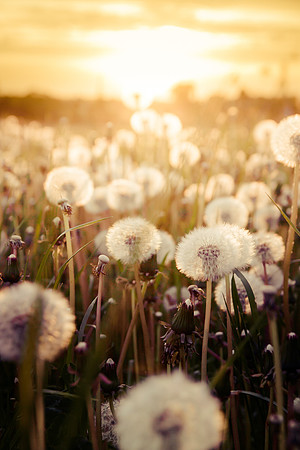Green grass and blow balls during sunset