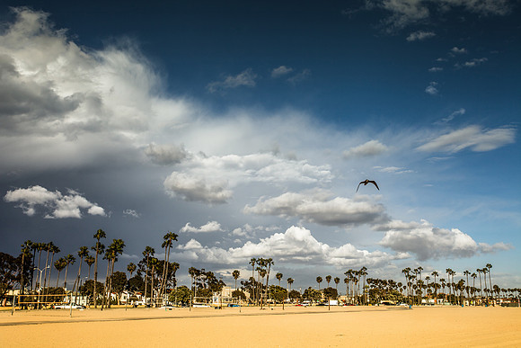 Sunny Day at the Long Beach with Palm Trees