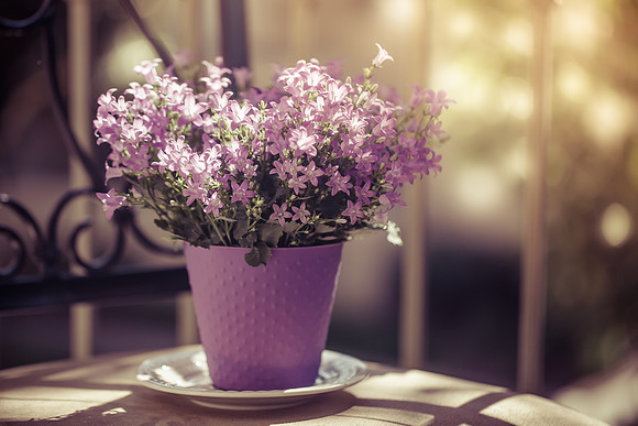 Vintage violet colored Campanula Bellflowers