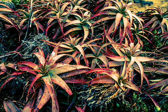 Aloe closeup