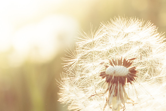Dandelion field