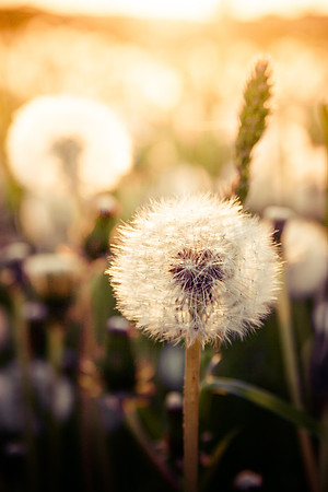 Green grass and blow balls during sunset