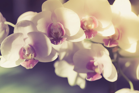 vintage branch of white orchid