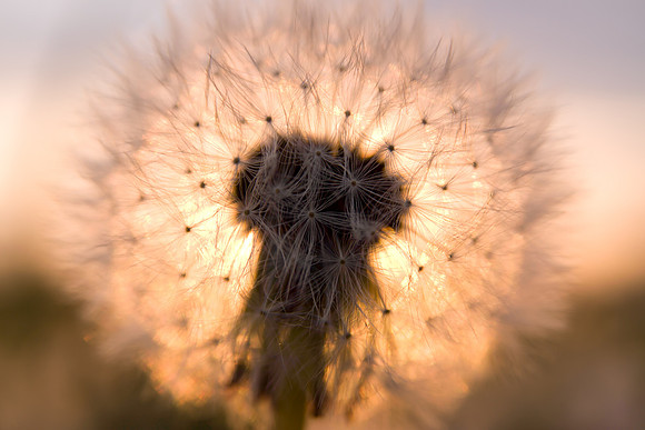 Green grass and blow balls during sunset