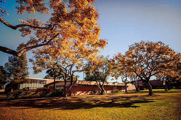 Colorful trees of Long Beach in the autumn