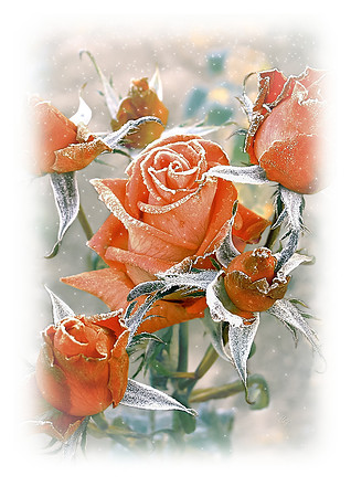 Rose in frost