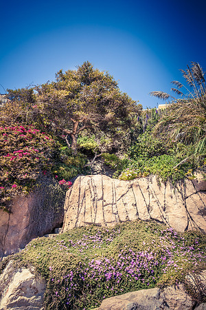 Rocky cliffs coast with green trees and ivy flowers