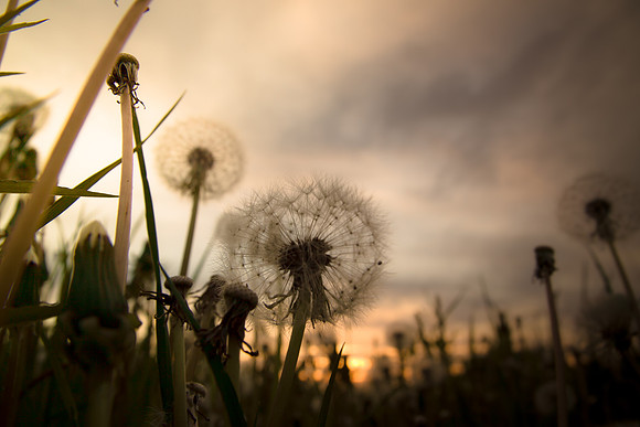 Green grass and blow balls during sunset