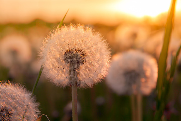 Green grass and blow balls during sunset