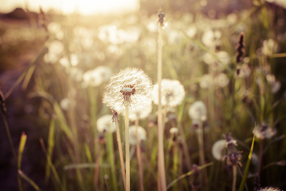 Dandelion field