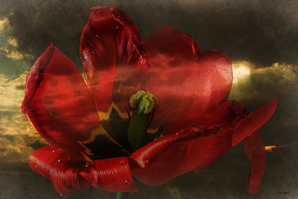 Tulip flower with drops
