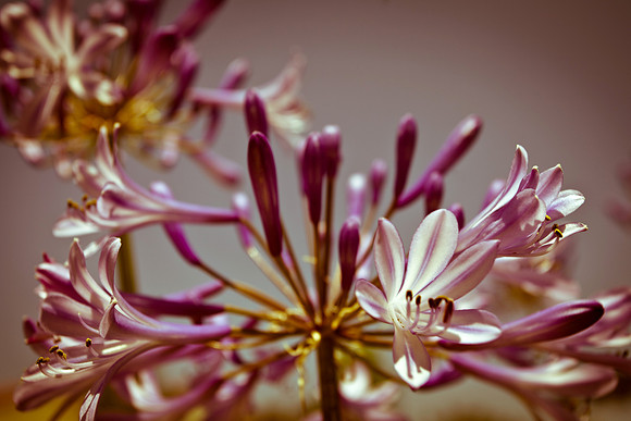 Fantastic bloom