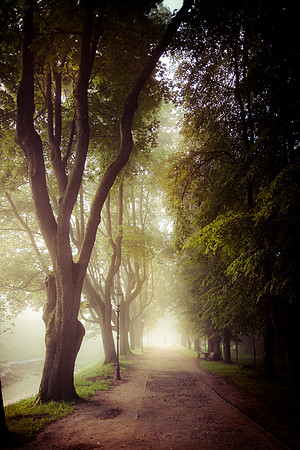 Foggy morning in the park