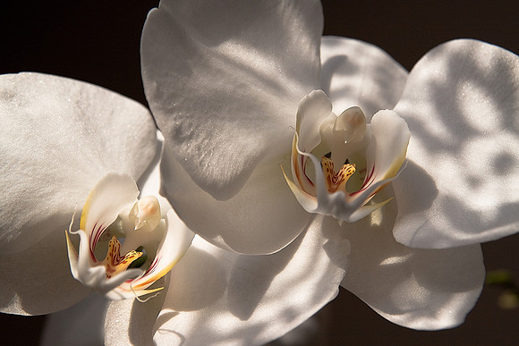 branch of white orchid on a black background