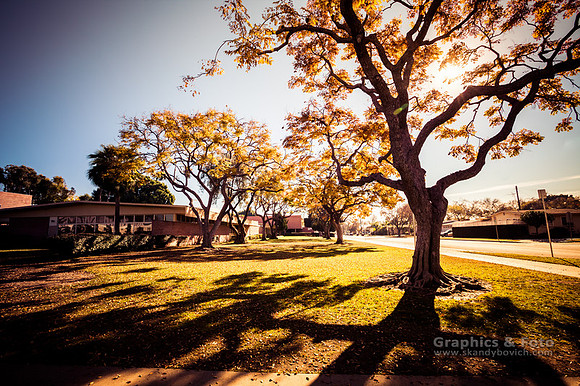 Colorful trees of Long Beach in the autumn-w