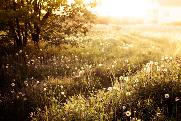 Dandelion field