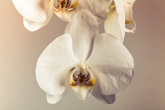 Phalaenopsis closeup