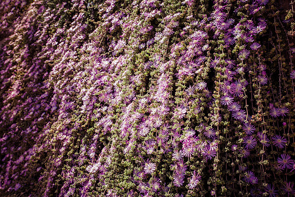 cascade blooming ivy