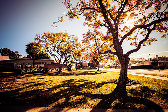 Colorful trees of Long Beach in the autumn