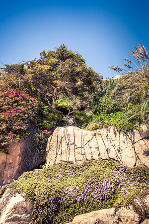 Rocky cliffs coast with green trees and ivy flowers