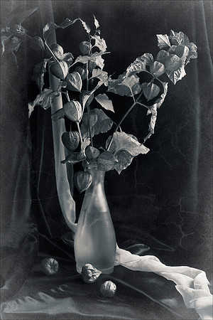 Bouquet of Physalis