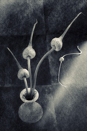 Still life with garlic buds in a vase