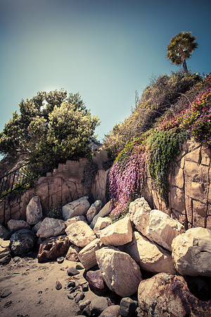 Lonely palm tree on the rocky coast